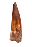Spinosauridae tooth - 1.58 inch