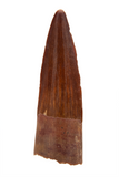 Spinosauridae tooth - 1.42 inch