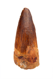 Spinosauridae tooth - 1.32 inch