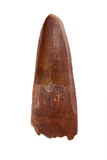 Spinosauridae tooth - 1.35 inch