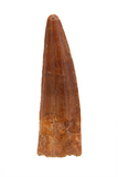 Spinosauridae tooth - 1.26 inch