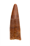 Spinosauridae tooth - 1.26 inch