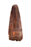 Spinosauridae tooth - 1.17 inch