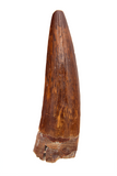 Spinosauridae tooth - 1.50 inch