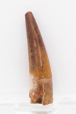 Spinosauridae sp Tooth - 1.67 Inches