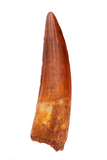 Spinosauridae tooth - 2.49 inch