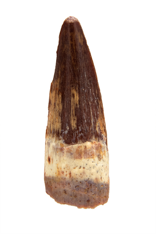 Spinosauridae tooth - 1.14 inch