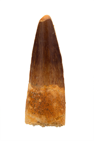 Spinosauridae tooth - 1.35 inch