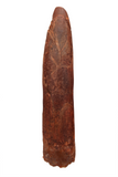 Titanosaur tooth - 2.09 inch