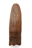 Titanosaur tooth - 1.35 inch