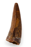 Carcharodontosaurus Saharicus tooth - 1.56 inch