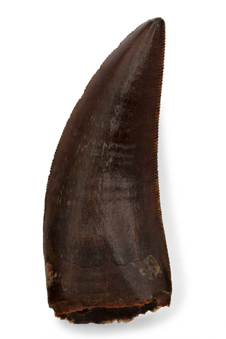 Carcharodontosaurus Saharicus tooth - 1.73 inch