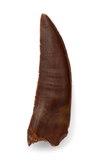 Theropod tooth - Morph type 6 - 1.46 inch