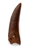 Theropod tooth - Morph type 6 - 1.46 inch