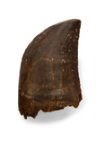 Bargain Carcharodontosaurus Saharicus tooth - 0.99 inch