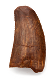 Bargain Carcharodontosaurus Saharicus tooth - 1.54 inch