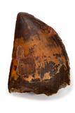 Carcharodontosaurus Saharicus tooth - 1.53 inch