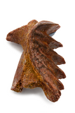 Neoceratodus africanus tooth - 1.20 Inch