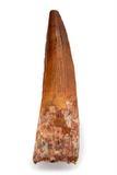 Spinosauridae sp Tooth - 1.73 Inches