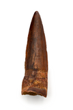 Spinosauridae sp Tooth - 1.78 Inches