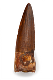 Spinosauridae sp Tooth - 1.78 Inches