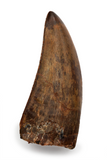 Carcharodontosaurus Saharicus tooth - 2.30 inches