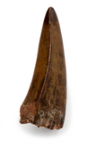 Carcharodontosaurus Saharicus tooth - 2.30 inches