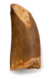 Carcharodontosaurus tooth - 1.4 inch