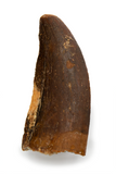 Carcharodontosaurus tooth - 1.41 inch