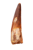 Spinosauridae tooth - 2.72 inch