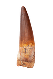 Spinosauridae tooth - 2.72 inch