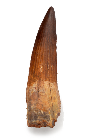 Spinosauridae sp Tooth - 3.43 Inches