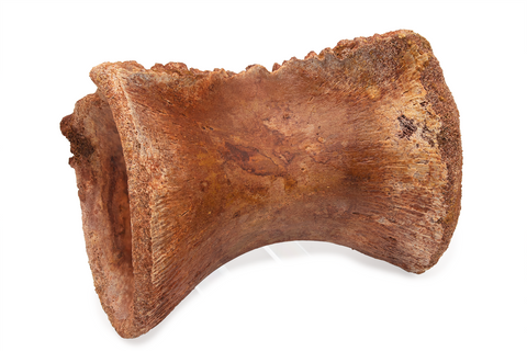 Spinosaurus vertebrae - 4.41 inch