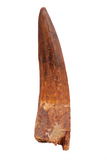 Spinosauridae tooth - 2.50 inch
