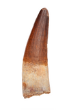 Spinosauridae tooth - 2.81 inch