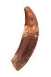 Elosuchus Cherifiensis tooth - 2.66 inch
