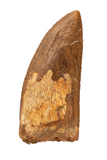 Carcharodontosaurus tooth - 3.41 inch