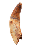 Elosuchus Cherifiensis tooth - 3.59 inch