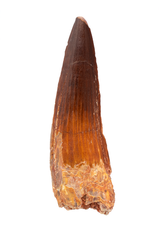 Spinosauridae tooth - 3.15 inch