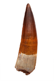 Spinosauridae tooth - 2.97 inch