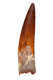 Spinosauridae tooth - 3.04 inch