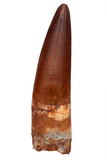Spinosauridae tooth - 3.38 inch
