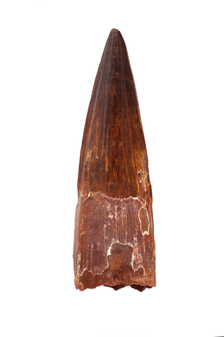 Spinosauridae tooth - 2.65 inch