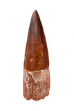 Spinosauridae tooth - 2.65 inch