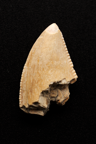 Majungasaurus Tooth - 0.63 Inch