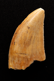 Majungasaurus Tooth - 0.8 Inch