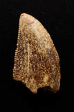 Majungasaurus Tooth - 0.73 Inch