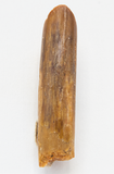 Rebbachisauridae sp. - 1.16 inch