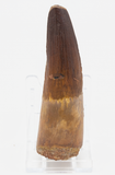 Spinosauridae sp Tooth - 3.80 Inches