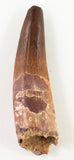 Spinosauridae sp tooth. - 3.30 inches
